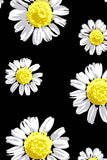 Oopsy Daisy Lucy Cute Black Floral Printed Leggings - Kids