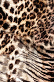 Wild Instinct Layla Brown Leopard Print Bodycon Midi Dress - Women