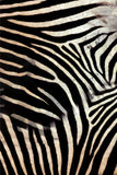 Born to Be Wild Sofia Black Zebra Print Loop Tie Bikini Bottom - Women